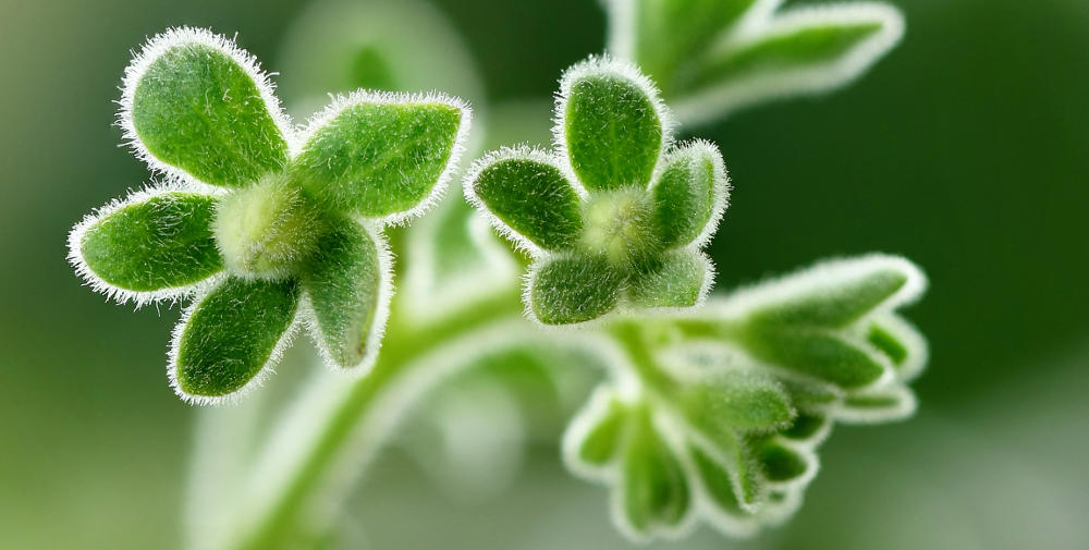 Sequencing the gigabase plant genome of the wild tomato species Solanum pennellii using Oxford Nanopore single molecule sequencing