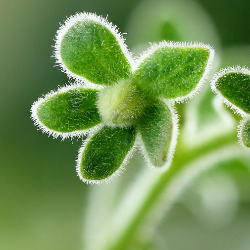 Sequencing the gigabase plant genome of the wild tomato species Solanum pennellii using Oxford Nanopore single molecule sequencing