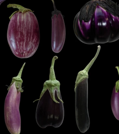 Eggplant pangenome assembled and analyzed