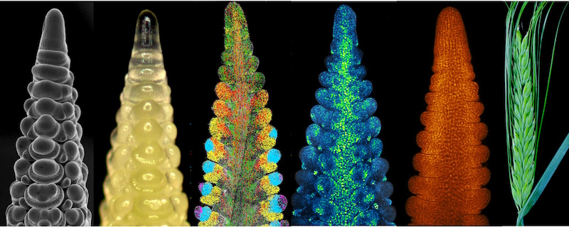 Going spatial with CEPLAS